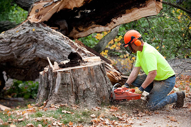 The Steps Involved in Our Tree Care Process in Fairview, NY